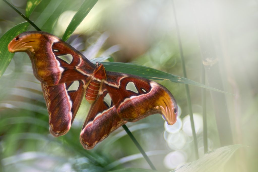 Botanická zahrada hl. m. Prahy