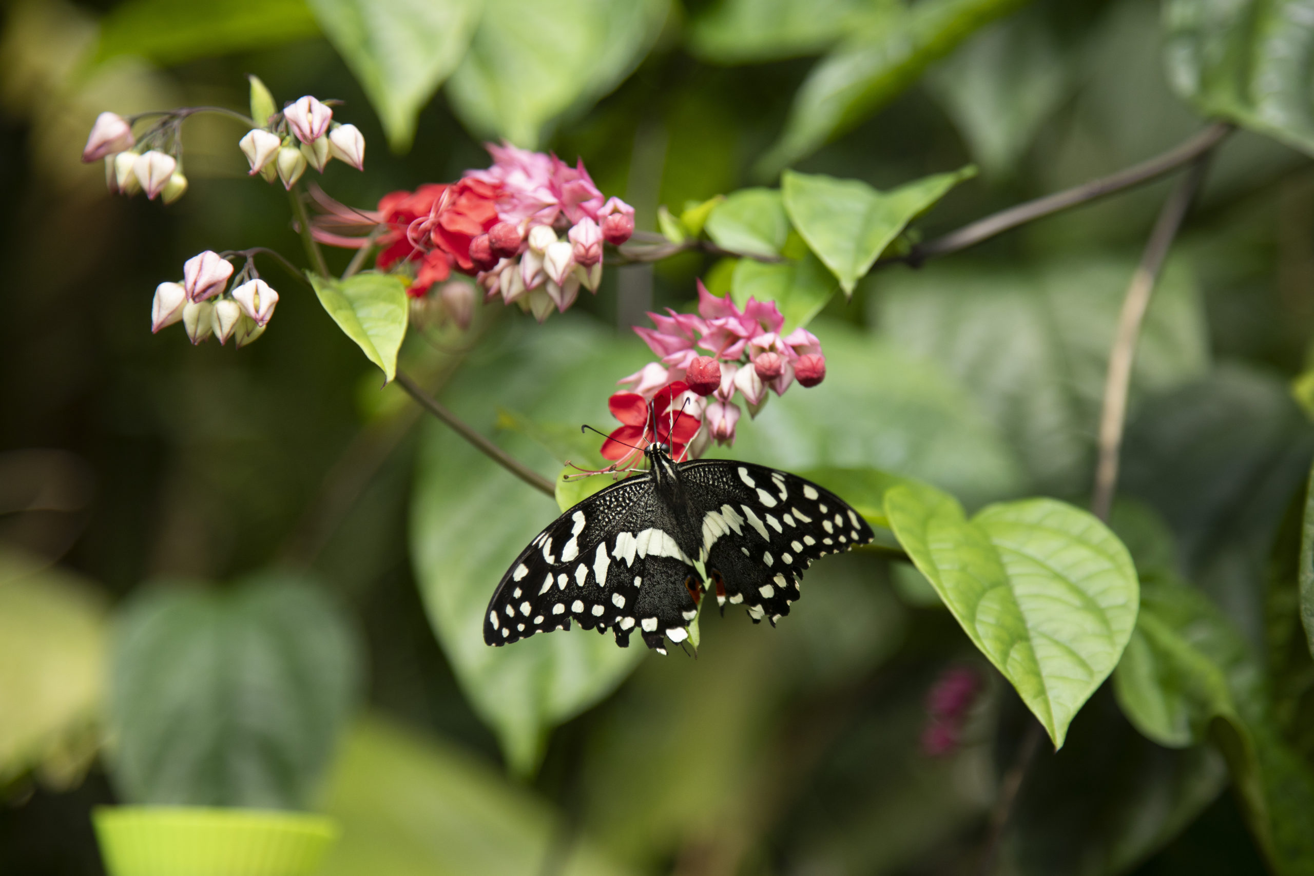 Botanická zahrada hl. m. Prahy