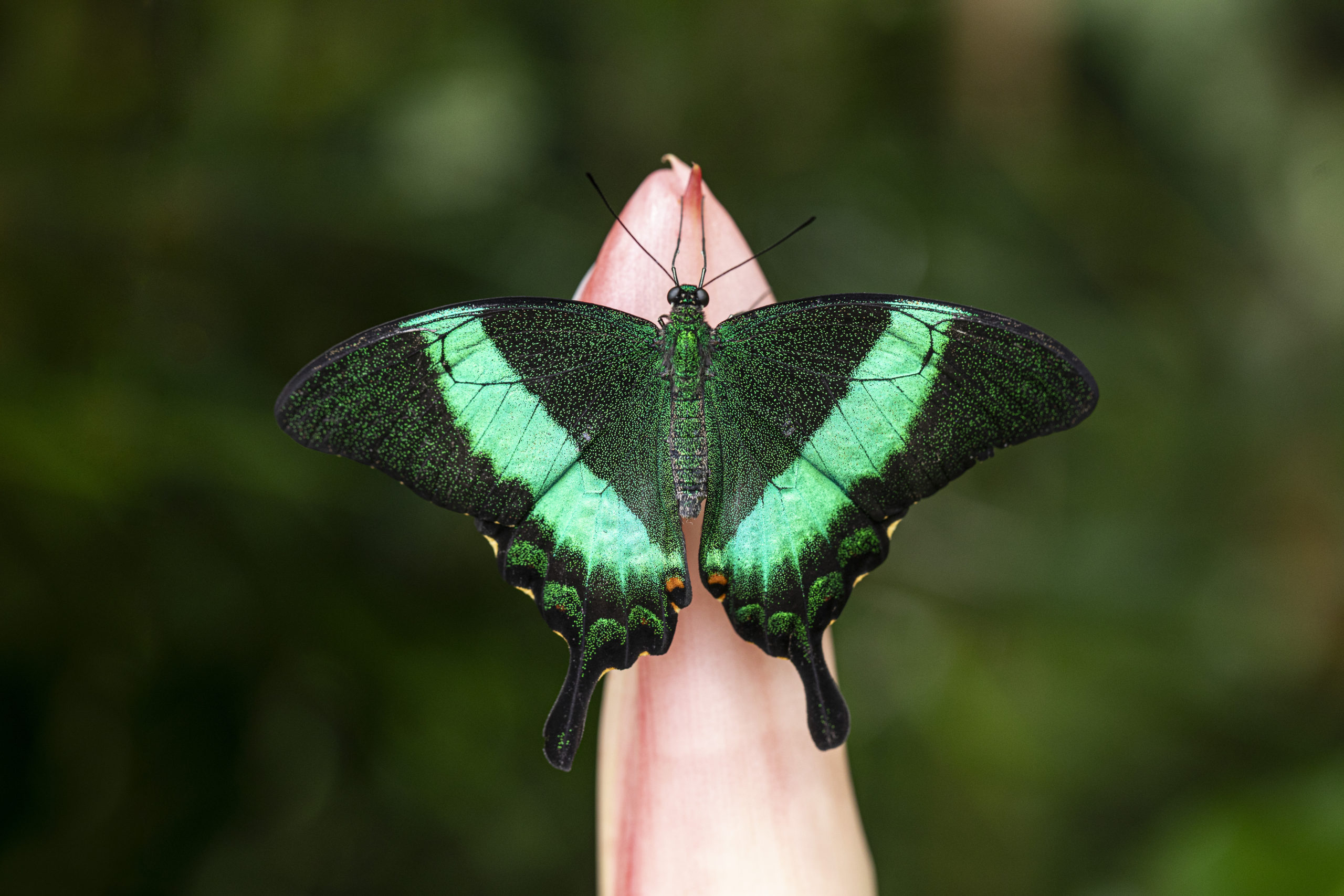 Botanická zahrada hl. m. Prahy